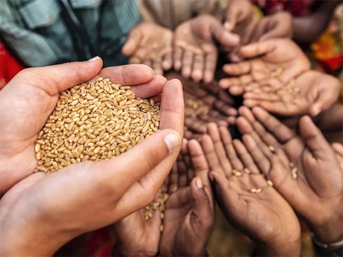 Hành động khẩn cấp để ứng phó cuộc khủng hoảng lương thực toàn cầu